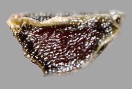  Moraea schlechteri.  Rugose seeds with sharp ridges; the hilum is at the intersection of the three ridges. Photo by Julia Scher, USDA-APHIS-PPQ.