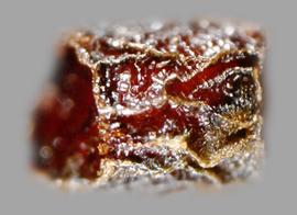  Moraea schlechteri.  Rugose seeds with sharp ridges. Photo by Julia Scher, USDA-APHIS-PPQ.