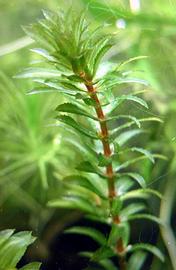  Hydrilla verticillata . Branches. Photo by Julia Scher, USDA-APHIS-PPQ.