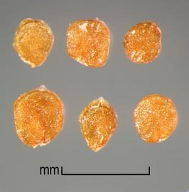  Hygrophila polysperma.  Seeds with a finely stippled surface texture. Photo by Julia Scher, USDA-APHIS-PPQ.