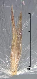  Imperata brasiliensis.  Florets with many long, silky hairs coming from the callus. Photo by Julia Scher, USDA-APHIS-PPQ.