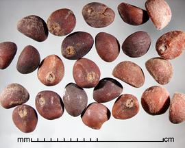  Ipomoea aquatica.  Dark brown seeds. Photo by Julia Scher, USDA-APHIS-PPQ.