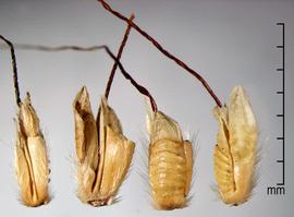  Ischaemum rugosum.  Outer glume with large transverse ridges. Photo by Julia Scher, USDA-APHIS-PPQ.