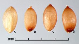  Ischaemum rugosum.  Caryopses. Photo by Julia Scher, USDA-APHIS-PPQ.