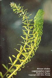  Largarosiphon major . Photo by Julia Scher, USDA-APHIS-PPQ.