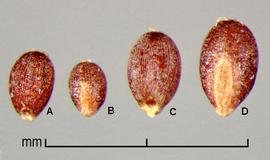  Leptochloa chinensis.  Dark brown caryopses with striations. Photo by Julia Scher, USDA-APHIS-PPQ.
