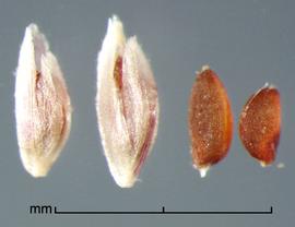  Leptochloa filiformis.  Caryopsis is dark brown, obovate, and the surface is striate. Photo by Julia Scher, USDA-APHIS-PPQ.