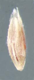  Leptochloa filiformis.  Florets with a slightly flared rachilla apex. Photo by Julia Scher, USDA-APHIS-PPQ.
