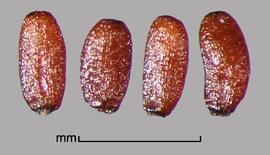 Limnophila sessiliflora.  Seed surface texture is shiny, even if highly reticulated. Photo by Julia Scher, USDA-APHIS-PPQ.