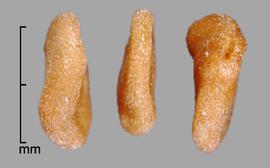  Lycium ferocissimum.  Rugose seeds that are not totally flat; they have a small twist. Photo by Julia Scher, USDA-APHIS-PPQ.