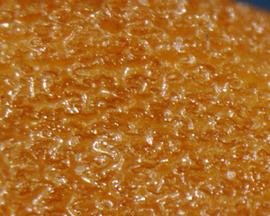  Lycium ferocissimum.  Rugose seeds surface. Photo by Julia Scher, USDA-APHIS-PPQ.
