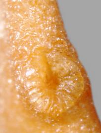  Lycium ferocissimum.  Seed hilum. Photo by Julia Scher, USDA-APHIS-PPQ.