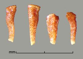  Melaleuca ericifolia.  Seeds with a white hilum that is slightly diagonal to the base. Photo by Julia Scher, USDA-APHIS-PPQ.