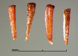  Melaleuca hypericifolia.  Seeds with a brown hilum at the base. Photo by Julia Scher, USDA-APHIS-PPQ.
