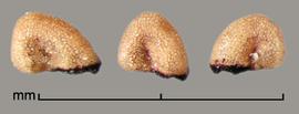 Melastoma malabathricum . Seeds are covered with concentric rows of tubercles. Photo by Julia Scher, USDA-APHIS-PPQ.