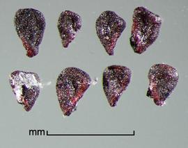  Melastoma malabathricum.  Immature and aborted seeds are dark brown to black in color. Photo by Julia Scher, USDA-APHIS-PPQ.