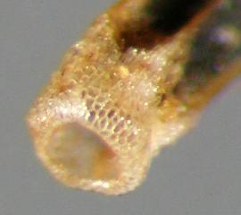  Mikania cordata.  Achenes with a round and hollow scar at the basal end. Photo by Julia Scher, USDA-APHIS-PPQ.