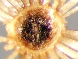  Mikania cordata.  Achenes with a pappus of many white and rough hairs. Photo by Julia Scher, USDA-APHIS-PPQ.