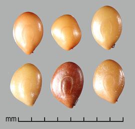  Mimosa diplotricha.  Seeds with a horseshoe-shaped line that are open to the hilum end and are located halfway between the seed center and the margin. Photo by Julia Scher, USDA-APHIS-PPQ.