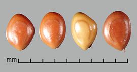  Mimosa diplotricha.  Seeds with a horseshoe-shaped line that are open to the hilum end and are located halfway between the seed center and the margin. Photo by Julia Scher, USDA-APHIS-PPQ.