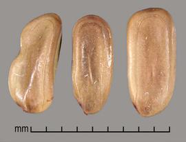  Mimosa pigra  var.  pigra . Seeds that have a depressed central region, except for a short linear bulge in the center. Photo by Julia Scher, USDA-APHIS-PPQ.
