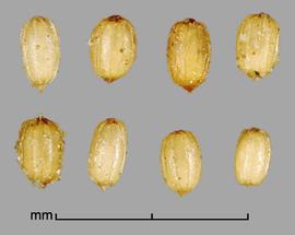  Monochoria hastata.  Seeds with large, widely-spaced, longitudinal ribs. Photo by Julia Scher, USDA-APHIS-PPQ.