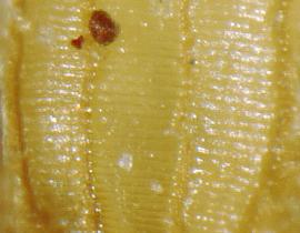  Monochoria hastata.  Seeds with transverse stipples between the ribs. Photo by Julia Scher, USDA-APHIS-PPQ.
