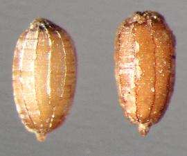  Monochoria vaginalis . True seeds with longitudinal and wide-spaced ribs with transverse stipples between ribs. Photo by Julia Scher, USDA-APHIS-PPQ.