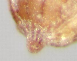  Monochoria vaginalis . True seeds with ribs that join at a dark circle at the apex. Photo by Julia Scher, USDA-APHIS-PPQ.