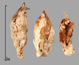  Monochoria vaginalis.  Light brown true seeds. Photo by Julia Scher, USDA-APHIS-PPQ.