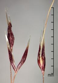  Nassella trichotoma.  The lemma encloses most of the floret and has a long geniculate awn. Photo by Julia Scher, USDA-APHIS-PPQ.