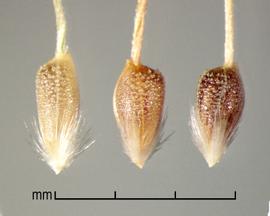  Nassella trichotoma.   Long papery glumes enclose a single floret where the lemma has a rough surface. Photo by Julia Scher, USDA-APHIS-PPQ.