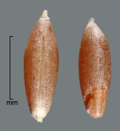  Nassella trichotoma.  Brown floret. Photo by Julia Scher, USDA-APHIS-PPQ.