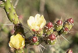  Opuntia aurantiaca.  Flowers. Photo by Julia Scher, USDA-APHIS-PPQ.
