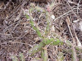  Opuntia aurantiaca . Plant. Photo by Julia Scher, USDA-APHIS-PPQ.