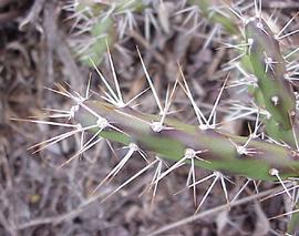  Opuntia aurantiaca . Spines. Photo by Julia Scher, USDA-APHIS-PPQ.