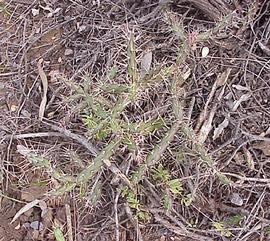  Opuntia aurantiaca . Plant. Photo by Julia Scher, USDA-APHIS-PPQ.