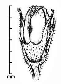  Orobanche aegyptiaca.  Seed capsules. Photo by Julia Scher, USDA-APHIS, year unknown.