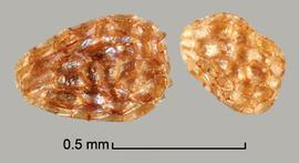  Orobanche cooperi.  Deeply reticulate seeds. Photo by Julia Scher, USDA-APHIS-PPQ.