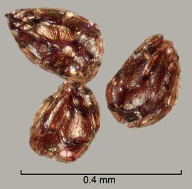  Orobanche minor.  True seeds with reticulations that have shiny walls and stippled bases. Photo by Julia Scher, USDA-APHIS-PPQ.