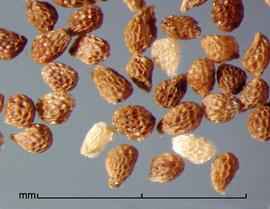  Orobanche californica.  Shiny and reticulate seeds. Photo by Julia Scher, USDA-APHIS-PPQ.