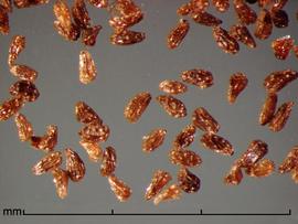 Orobanche cernua.  Small deeply reticulate seeds.