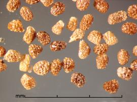  Orobanche cooperi.  Deeply reticulate seeds. Photo by Julia Scher, USDA-APHIS-PPQ.