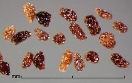  Orobanche crenata.  Seeds with reticulations that have shiny walls and bases. Photo by Julia Scher, USDA-APHIS-PPQ.
