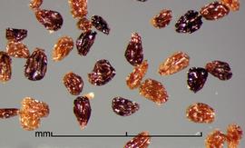  Orobanche hederae.  Seeds have reticulations have shiny walls and bases. Photo by Julia Scher, USDA-APHIS-PPQ.