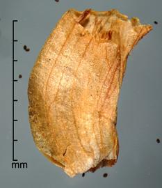  Orobanche minor.  Seed capsule. Photo by Julia Scher, USDA-APHIS-PPQ.
