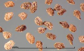  Orobanche ramosa.  Seeds with deep reticulations with irregular interspaces. Photo by Julia Scher, USDA-APHIS-PPQ.