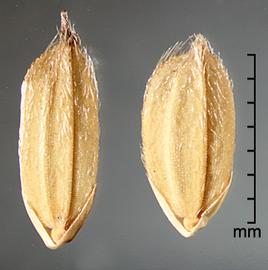  Oryza rufipogon.  Spikelets with scattered appressed hairs. Photo by Julia Scher, USDA-APHIS-PPQ.