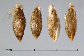  Ottelia alismoides.  Dense woolly hair mostly at the apex. Photo by Julia Scher, USDA-APHIS-PPQ.