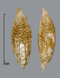  Ottelia alismoides.  True seeds with a pointed hilum at the basal end. Photo by Julia Scher, USDA-APHIS-PPQ.